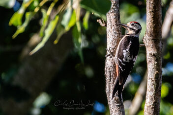 Great Spotted Woodpecker - image #501517 gratis