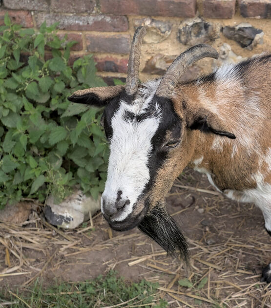 Goat in Beaumesnil - image #501967 gratis