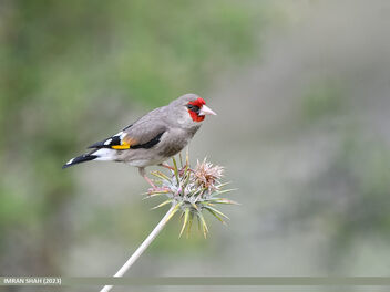 European Goldfinch (Carduelis carduelis) - image gratuit #502187 