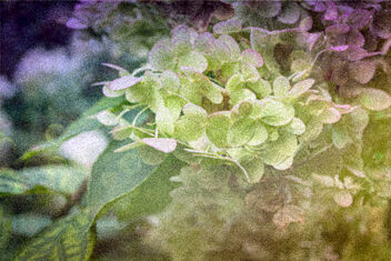 Hydrangea flowers - Free image #502807
