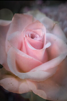 Today's Winter Rose - image gratuit #502857 