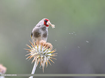 European Goldfinch (Carduelis carduelis) - image gratuit #502877 