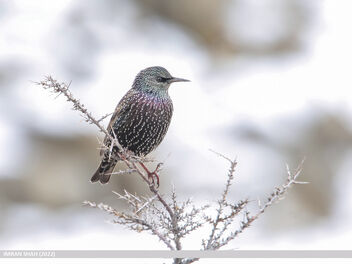 Common Starling (Sturnus vulgaris) - image gratuit #503047 