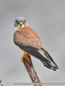 Lesser Kestrel (Falco naumanni) - бесплатный image #503127