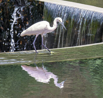 Little Egret - image #503217 gratis