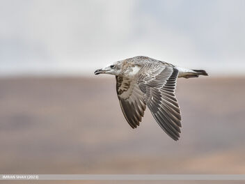 Pallas's Gull (Larus ichthyaetus) - Free image #503387