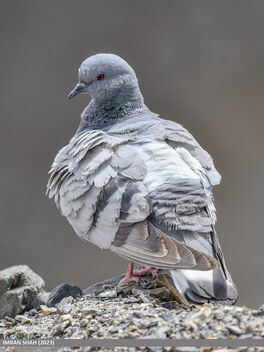 Hill Pigeon (Columba rupestris) - image #503597 gratis