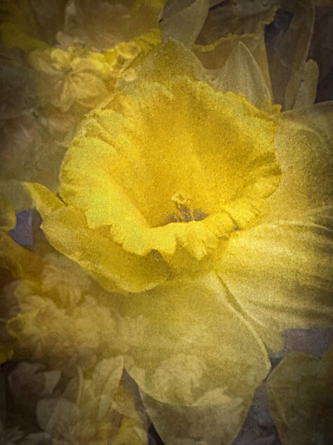 Daffodil Emerging - image #504197 gratis