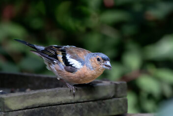 Male Chaffinch - Kostenloses image #504277