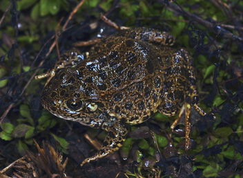 Northern Crawfish Frog (Lithobates aereolatus circulosa) - бесплатный image #504337