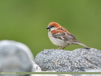 Russet Sparrow (Passer rutilans) - бесплатный image #504377