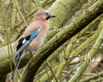 Jay in the woods - image gratuit #504387 