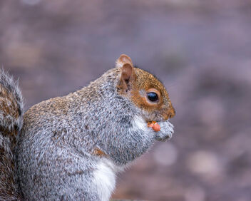 Grey Squirrel - image #504577 gratis