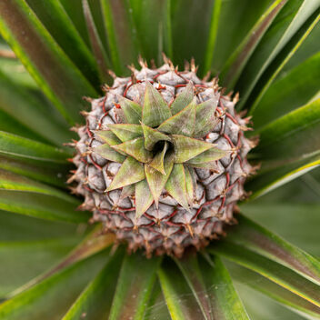 Pineapple Top View - Free image #504587