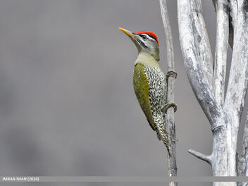 Scaly-bellied Woodpecker (Picus squamatus) - Free image #504937
