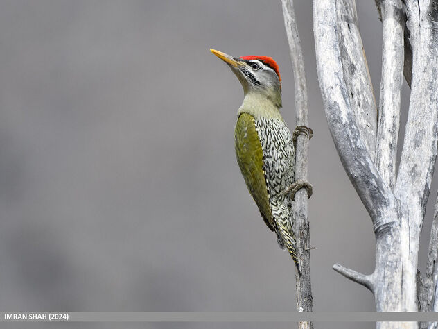 Scaly-bellied Woodpecker (Picus squamatus) - image gratuit #504937 