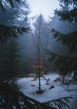 Forest - image #505037 gratis