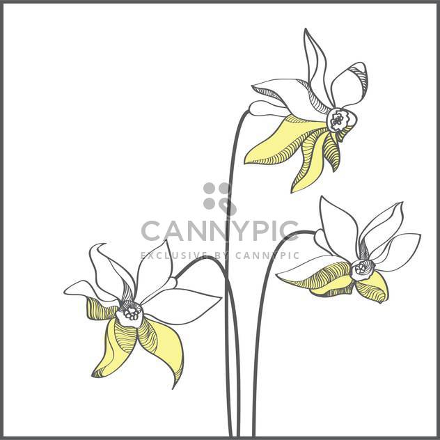 Stylized yellow narcissus flowers on white background - Kostenloses vector #127397