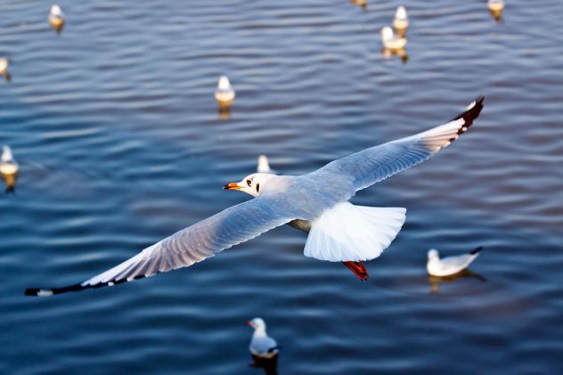 Seagull flying over the sea - image gratuit #136297 