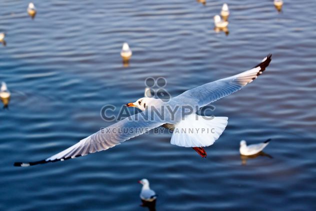 Seagull flying over the sea - image #136297 gratis