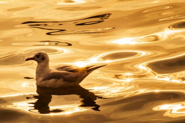 Seagull on the water - image #136337 gratis