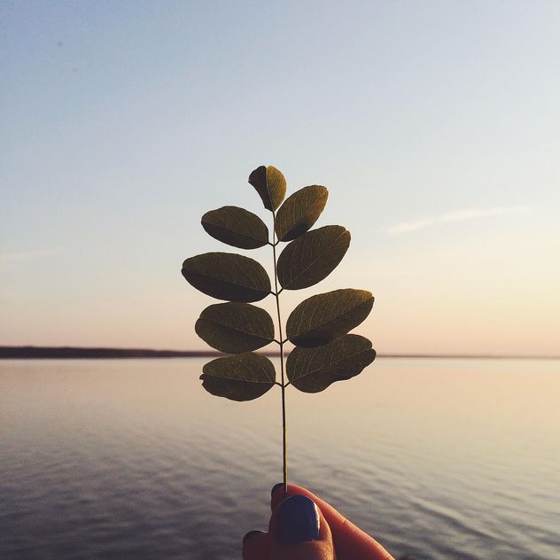 Twig with leaves in hand at sunset - image gratuit #136597 