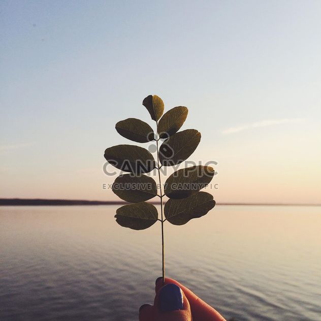 Twig with leaves in hand at sunset - бесплатный image #136597