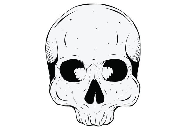 Human Skull - vector gratuit #139297 