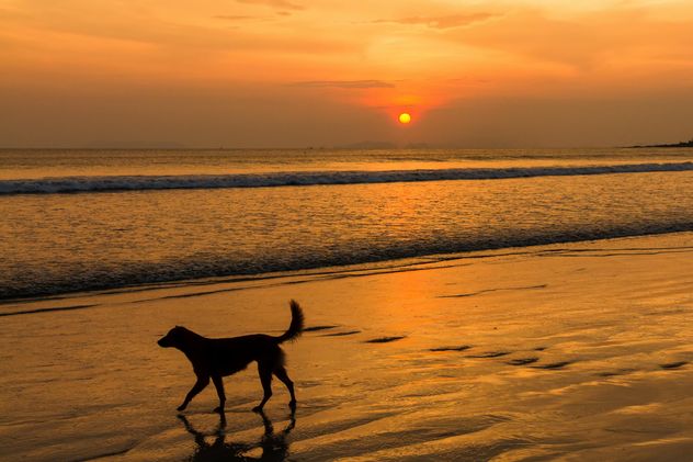Dog walking on sunset beach - image #147917 gratis