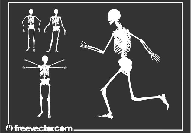 Skeletons Graphics - Free vector #148647