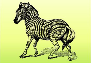 Zebra Vector - Kostenloses vector #157157