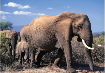 Elephant Family - Kostenloses vector #158047