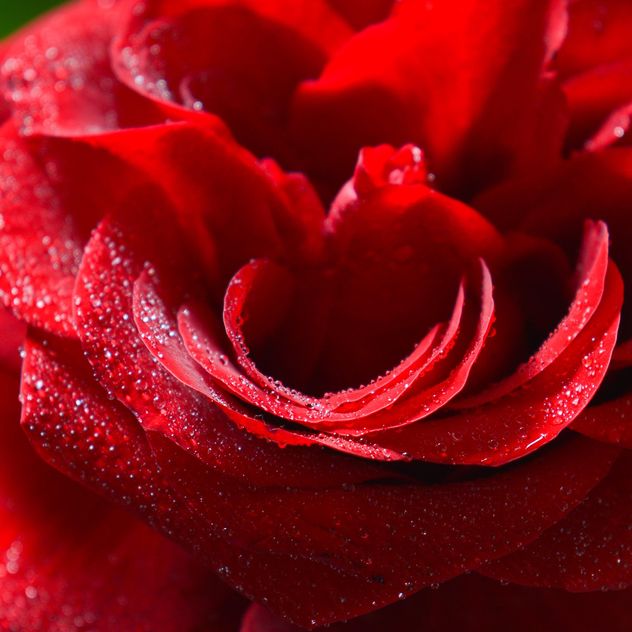 Red rose close-up - image gratuit #182837 