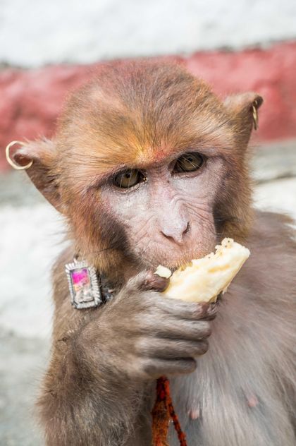 Monkey eating banana - image #182897 gratis