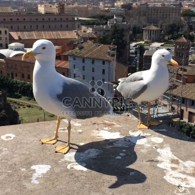 seagulls on roof - image #183087 gratis