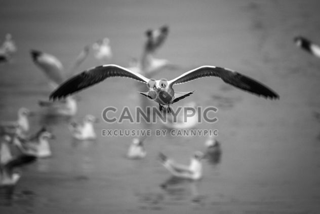 Flying seagulls - Free image #183447