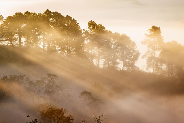 Sunrise light through the fog - image #183487 gratis