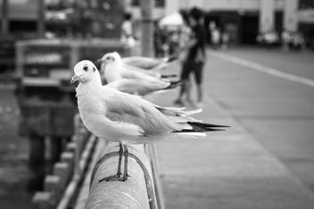 Seagulls sitting on parapet - image #183537 gratis