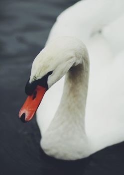 White Swan - Free image #183677