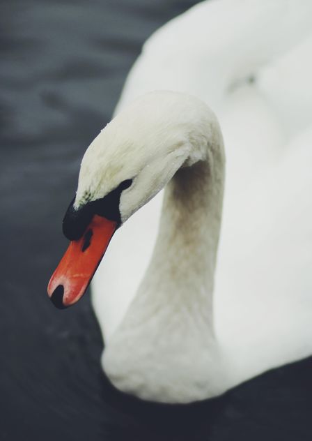 White Swan - image gratuit #183677 