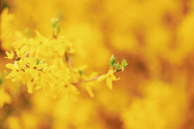 Small yellow flowers - Kostenloses image #183707