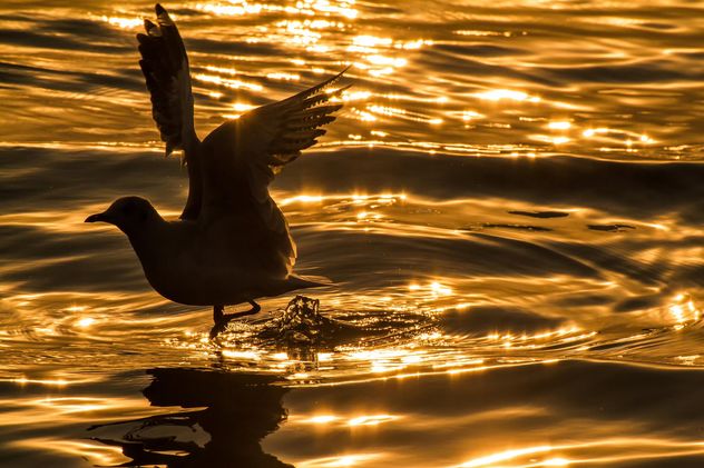 Seagull at sunset - Free image #183887