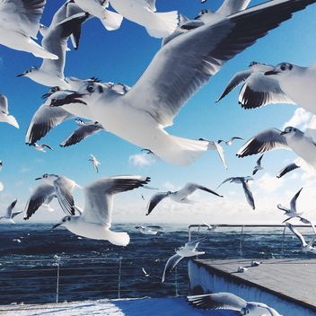 Hungry sea gulls - image #183957 gratis