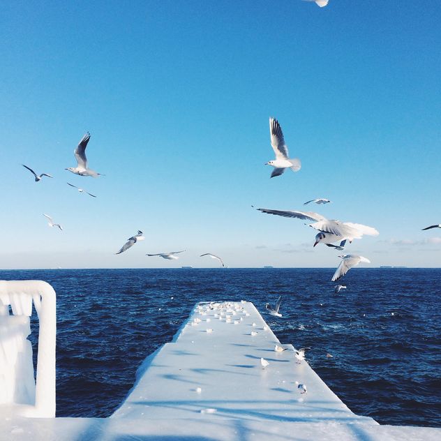 Seagulls flying over the sea - Kostenloses image #183967