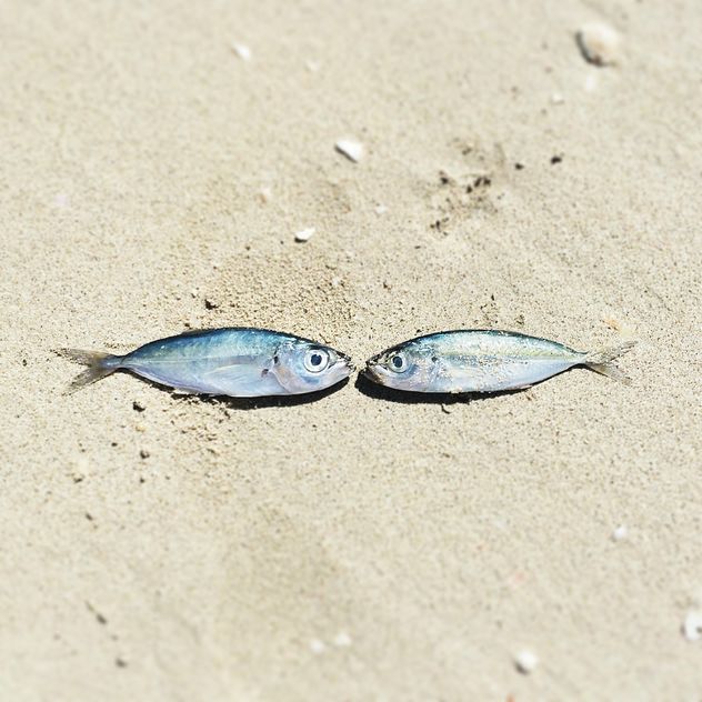 Two fishes on sand - бесплатный image #184087