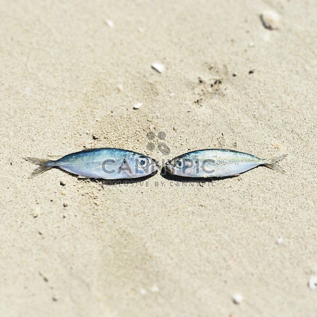 Two fishes on sand - бесплатный image #184087