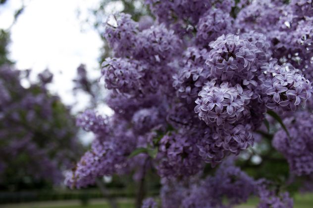 Lilac in garden - Kostenloses image #184267