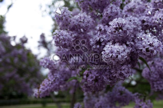 Lilac in garden - image #184267 gratis