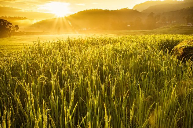 Rice field in morning sun light - image #184277 gratis