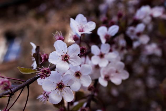 Cherry tree blossom - Free image #184467